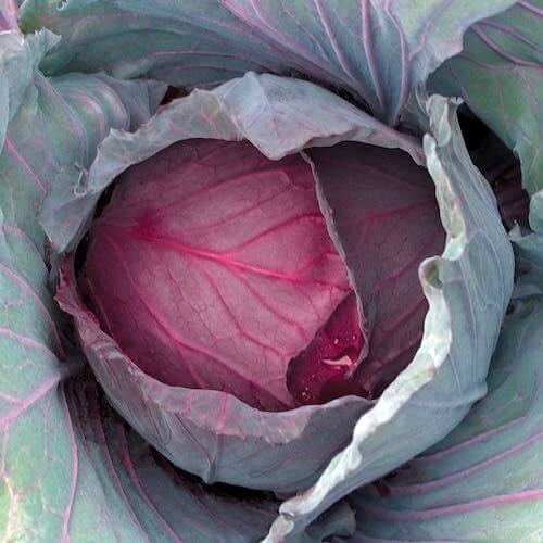 Red Cabbage Imported Vegetable seeds 50-100