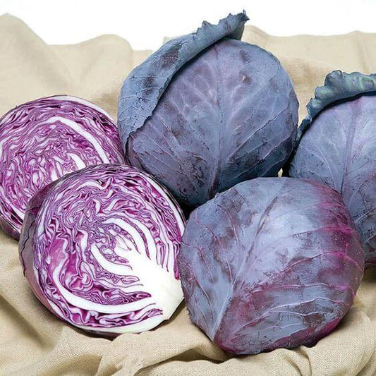 Red Cabbage Imported Vegetable seeds 50-100