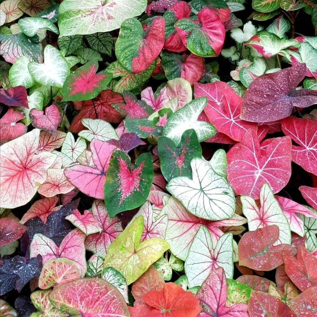 Caladium colorful foliage plant heart-shaped leaves indoor home gardens in India