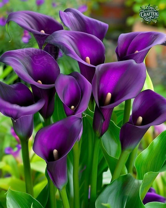 calla lily flowers blooming ornamental garden India