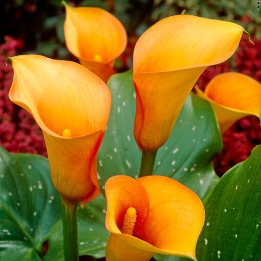 Calla Lily Imported orange Pack of 2 Bulbs