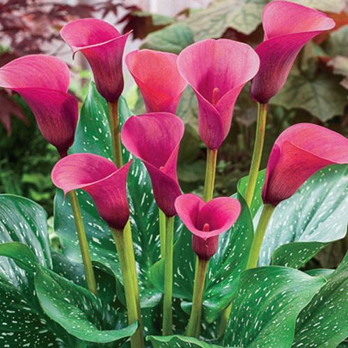 Calla Lily Imported pink Pack of 2 Bulbs