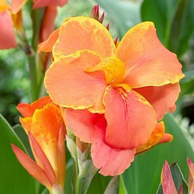 canna lily colorful flowers blooming summer garden India