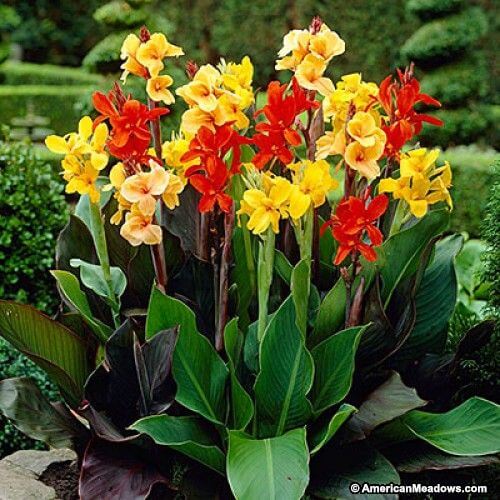 Canna lily Imported Flower Bulbs Multicolour