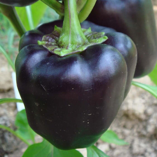 Capsicum Black Imported Seeds 30-40