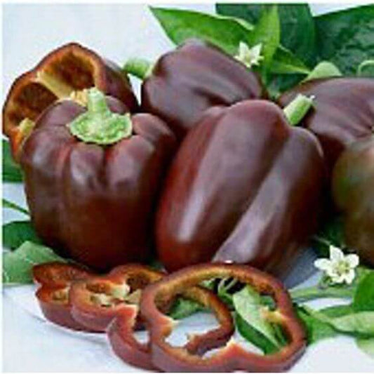 Capsicum Brown Imported Seeds 30-40