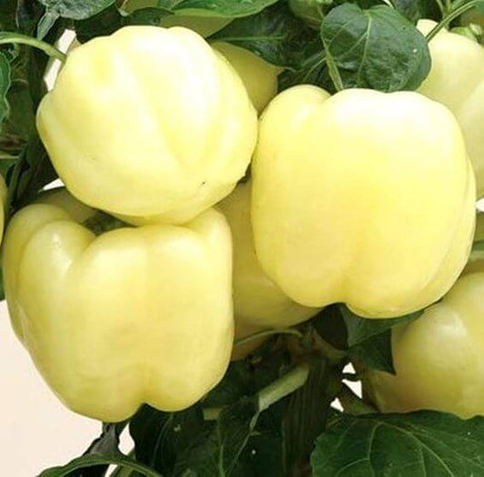 Capsicum White Imported Seeds 30-40