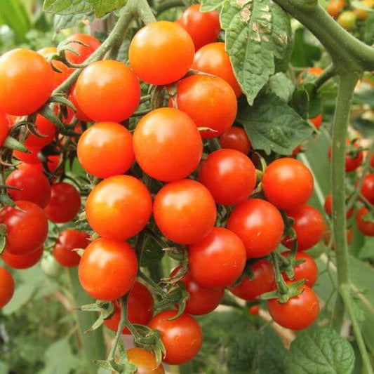 Cherry Tomato Vegetable Imported seeds 50-100