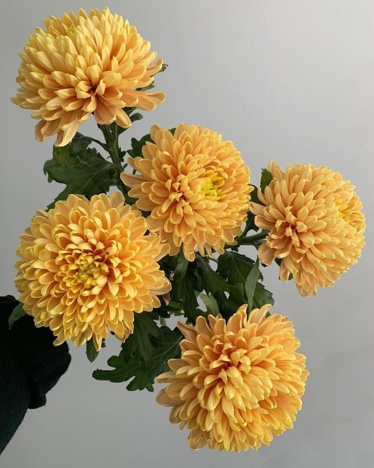 chrysanthemum flower seeds winter bloom for home garden