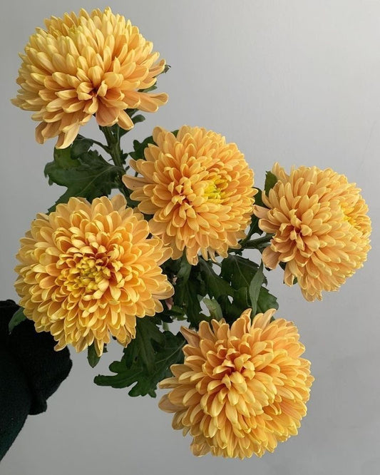 chrysanthemum flower seeds winter bloom for home garden