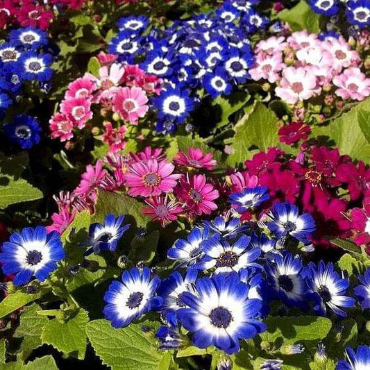 Cineraria Flower Seeds, Imported Seeds 50-100