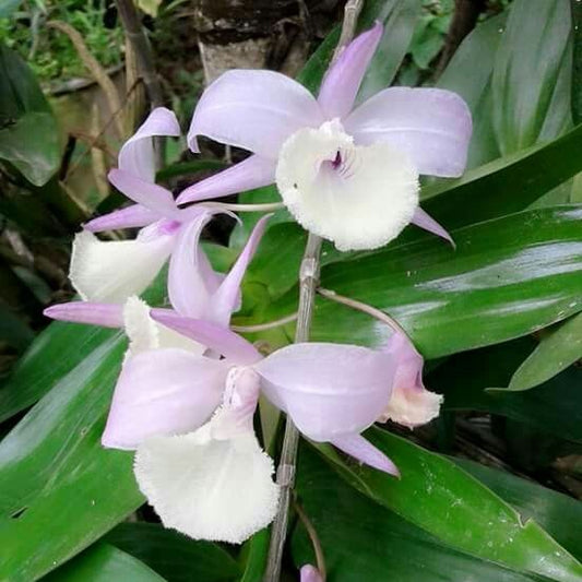 Imported Nuns Orchid Flower Bulbs(PACK OF 2 Bulbs)