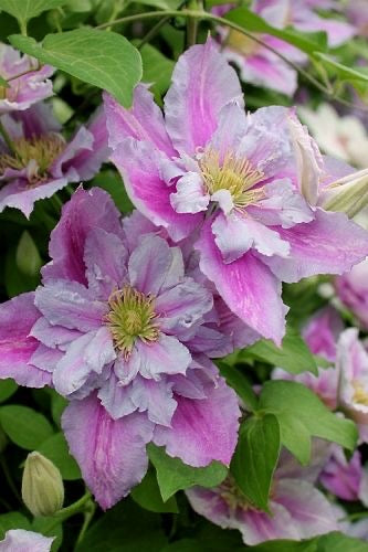 clematis flowering climber plant blooming garden India