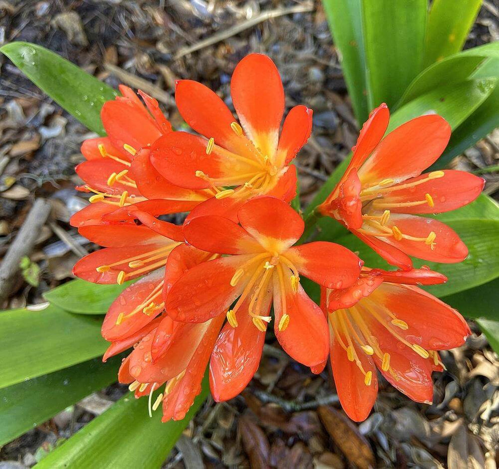 Clivia flower plants indoor & outdoor – Radhakrishnaagriculture