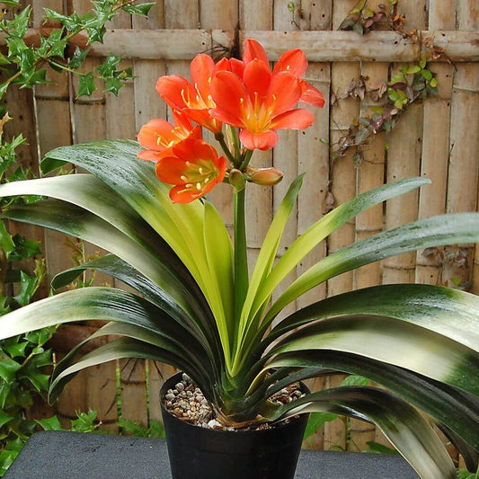 Clivia flower plants indoor & outdoor