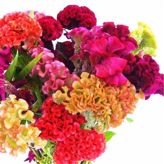 Cockscomb Flower Seeds, Imported Flower Seeds 50-100