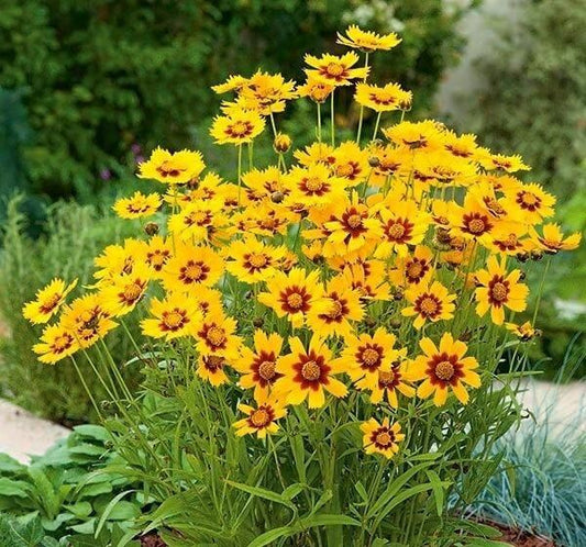 Coreopsis Flower Seeds, Imported Flower Seeds 50-100