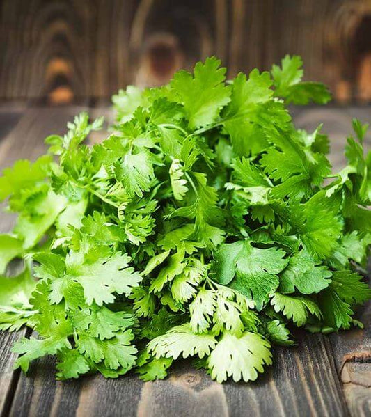 Coriander Imported Seeds 50-100