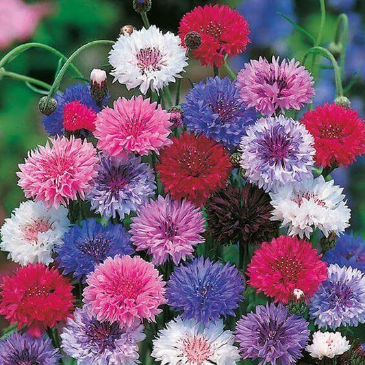 Cornflower Flower Seeds, Imported Seeds 50-100