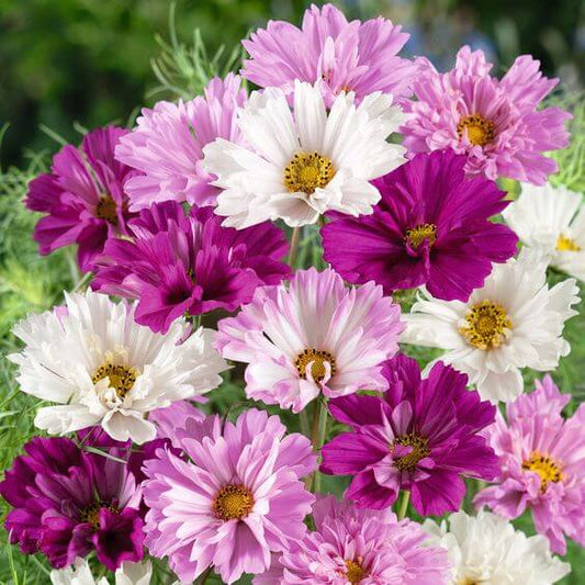 Cosmos Flower Seeds, Imported Seeds 50-100