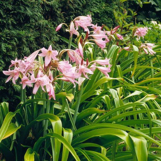 Crinum lily Imported Flower Bulbs Pink