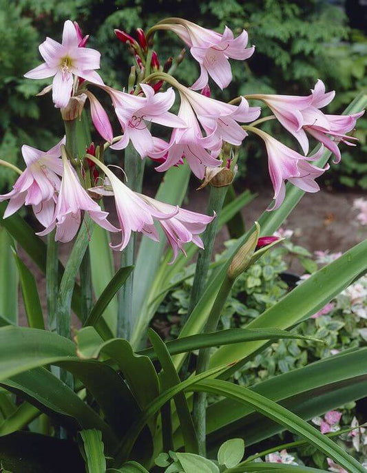 Crinum lily Imported Flower Bulbs Pink