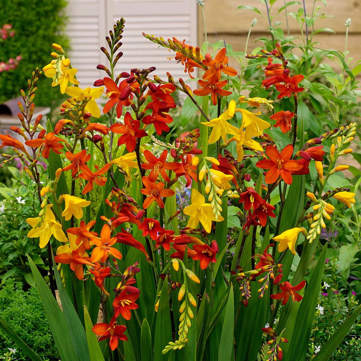 crocosmia buttercup yellow flower bulbs for home garden
