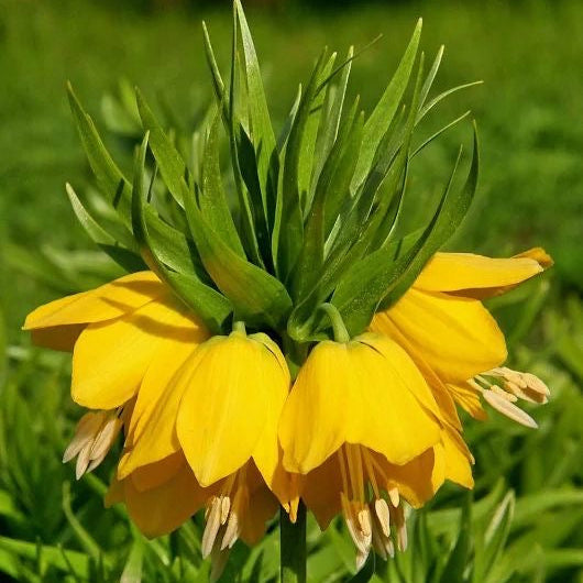 crown lily gloriosa superba climbing flower bulbs for garden