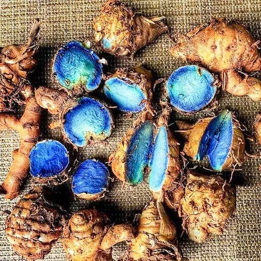 Curcuma Blue Flower Bulbs Pack of 2 Bulbs