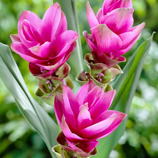 Curcuma Pink Flower Bulbs Pack of 2 Bulbs