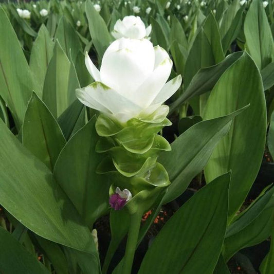 Curcuma White Flower Bulbs Pack of 2 Bulbs