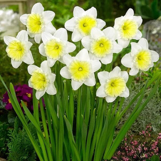 Daffodil White lion Imported Flower Bulbs