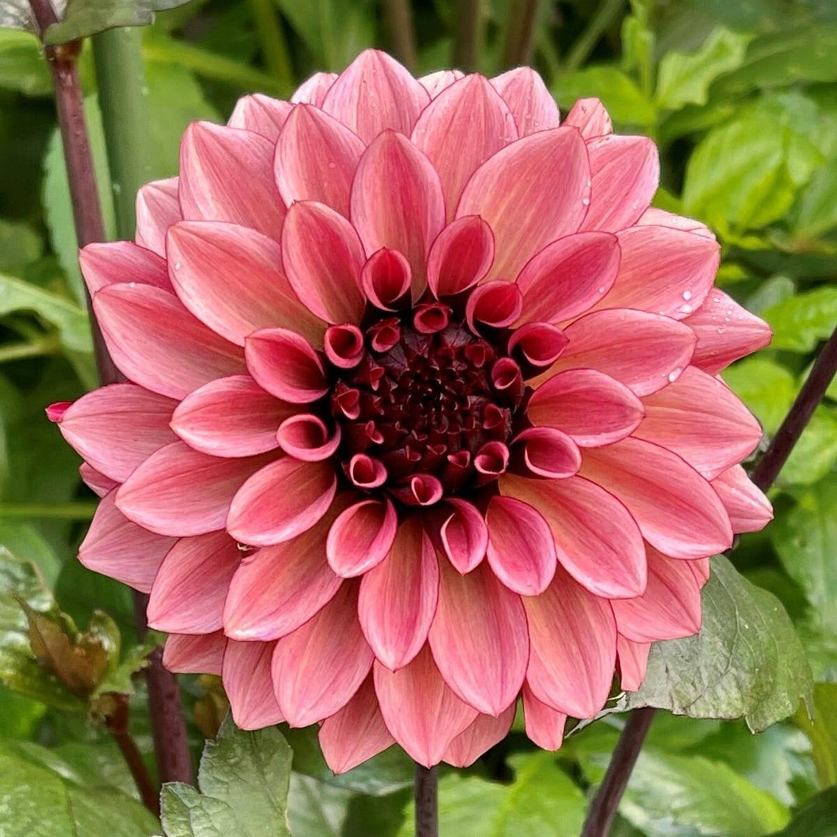 dahlia flower bulbs large bloom colorful garden flowers