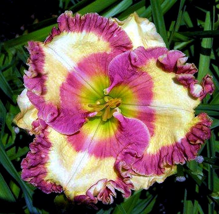 daylily flowers colorful blooming garden plant India