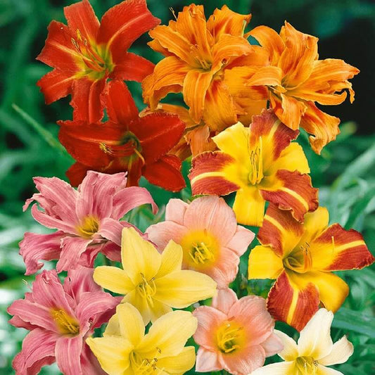 Day lily Mixed Imported Flower Bulbs 5