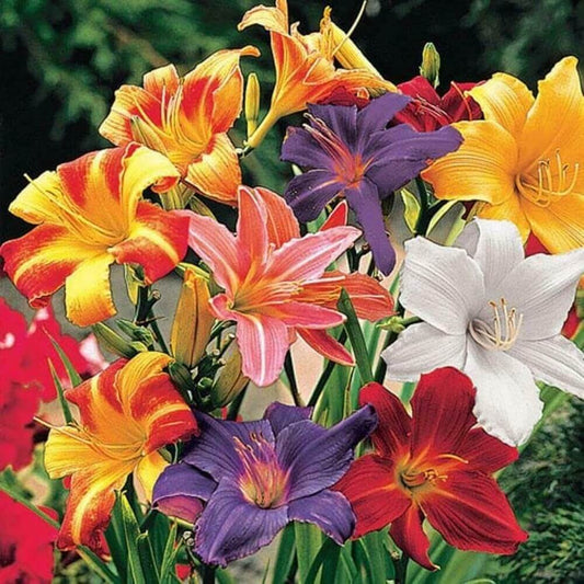 Day lily Mixed Imported Flower Bulbs 5