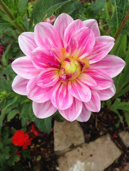 Dahlia Light pink Imported Flower Bulbs 5