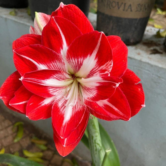 double amaryllis flower bulbs premium large bloom garden flowers