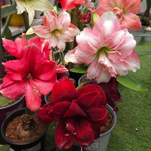 double amaryllis large bloom colorful flowers garden India