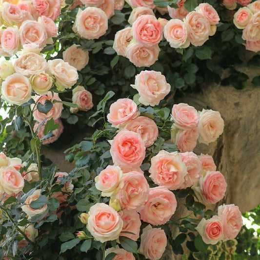 double petal rose flowers blooming vibrant garden India
