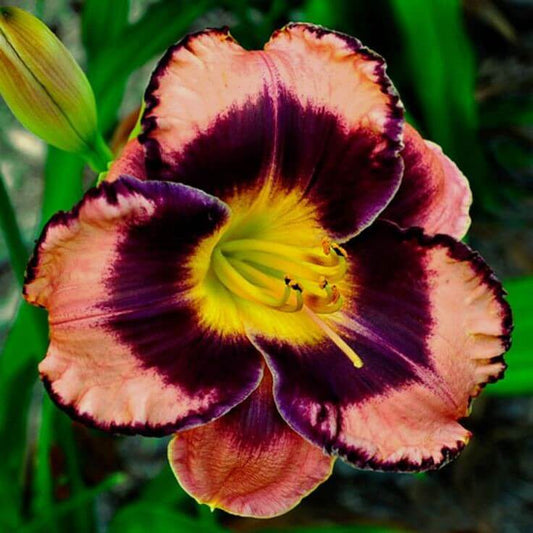 Day lily Imported Flower Bulbs Orange