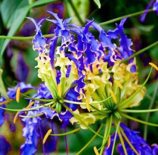 Gloriosa Lily Flower Bulbs Pack of 2 | Exotic Climbing Flame Lily