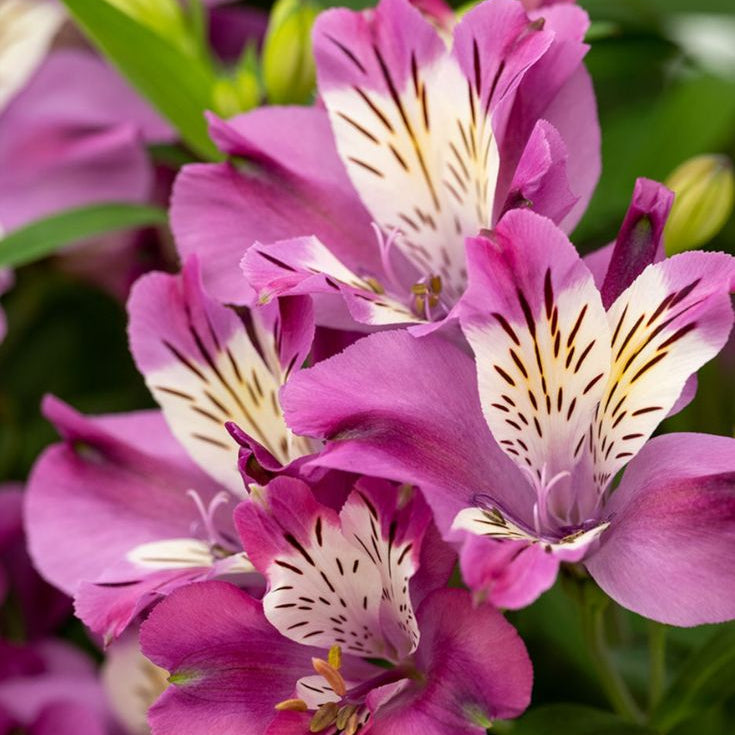 Close-up of pink and white flowers with green leaves