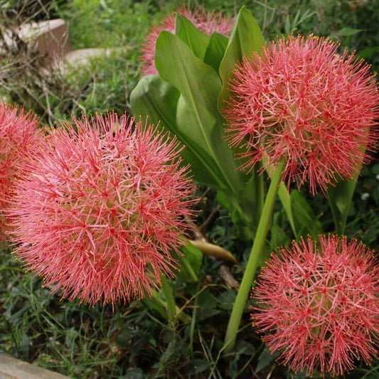 Football lily Flower Bulbs Pack of 2 Bulbs