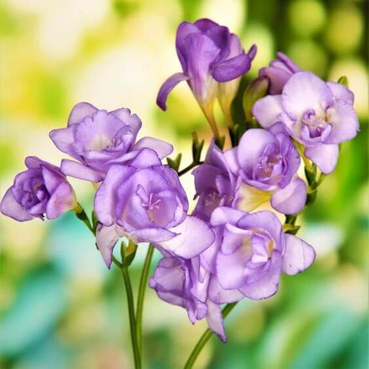 Freesia Blue Imported Flower Bulbs