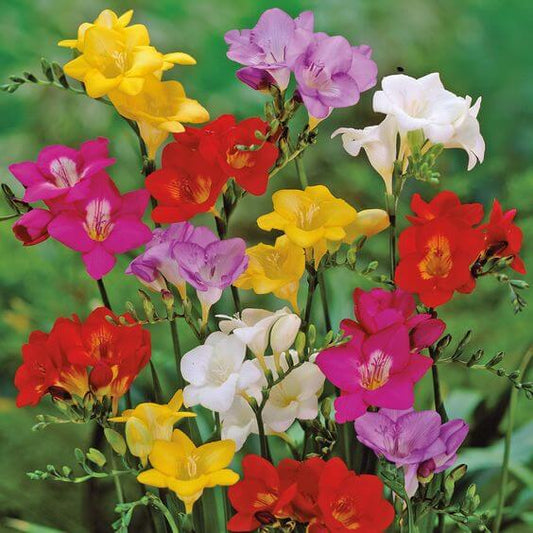 Freesia Multicolour Imported Flower Bulbs