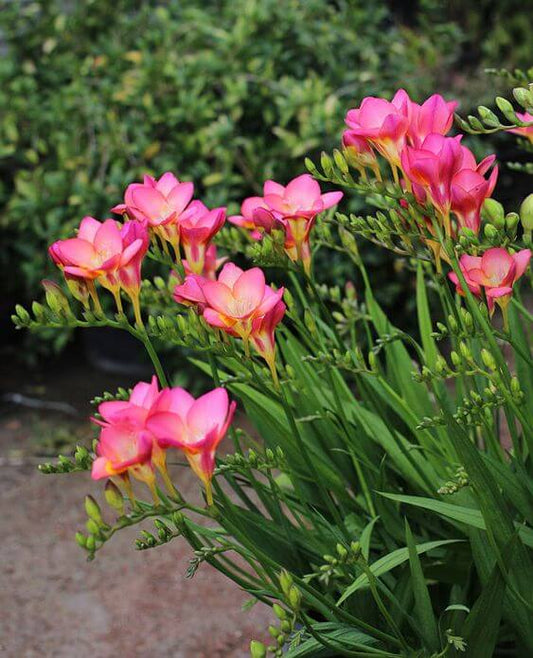 Freesia Pink Imported Flower Bulbs