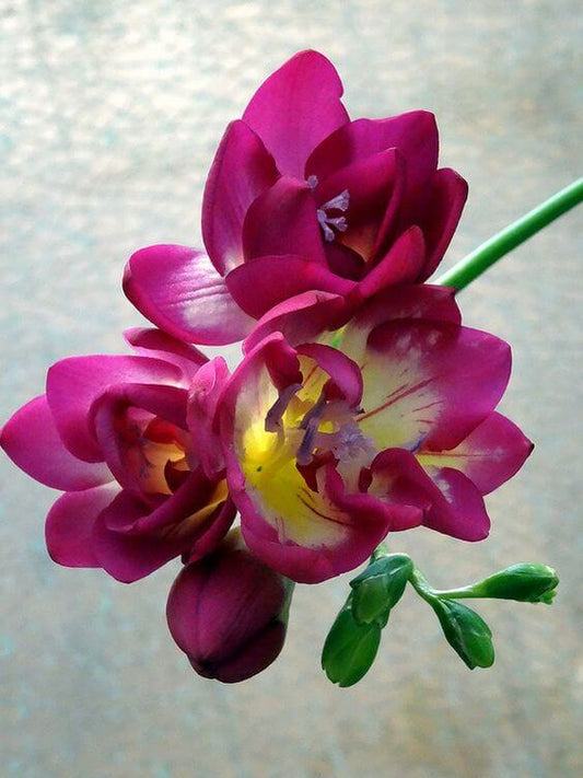 Freesia Pink Imported Flower Bulbs