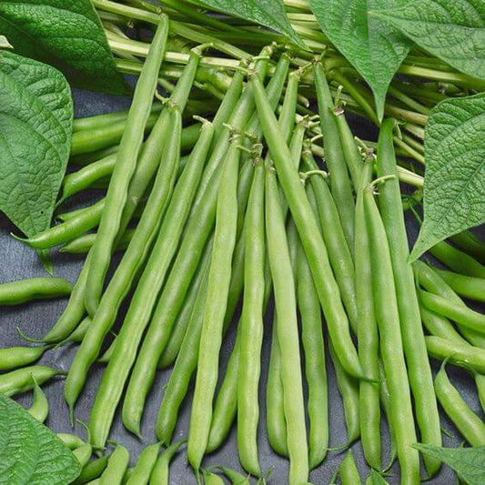 French Beans Vegetable Imported seeds 30-40