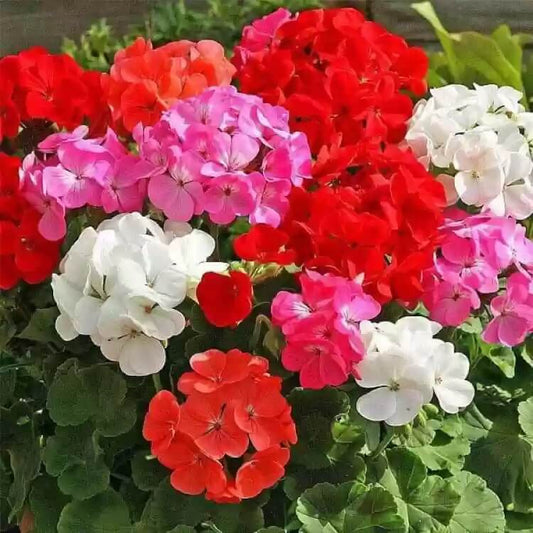 Geranium Flower Seeds, Imported Flower Seeds 10-20